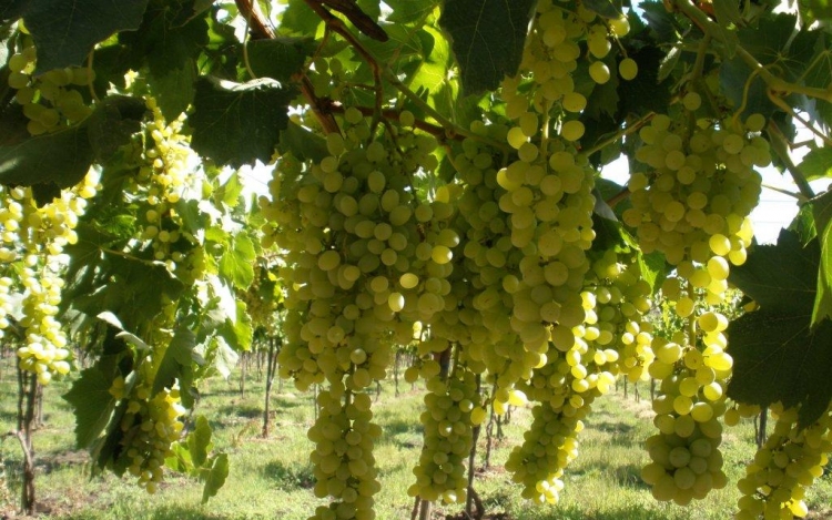 Feldman Zsolt: integrált szőlészeti-borászati ágazatra van szükség