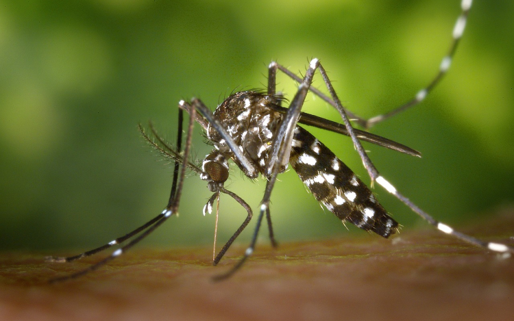 A szúnyogok elleni védekezésre kéri a lakosságot a népegészségügyi központ