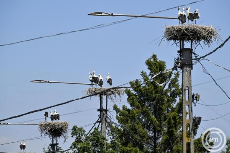 MME: a költési időszak előtt kell elvégezni a természetvédelmi szempontból érzékeny munkákat