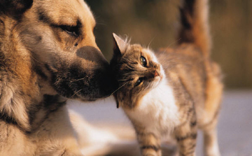 Sokan a minimálbér felét is elköltik háziállataikra 