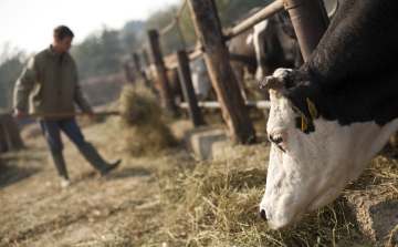 Rizikósabb az állattartás, mint a földművelés