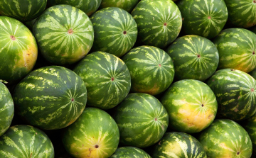 Hetekkel korábban kezdődhet idén a hazai dinnyeszezon