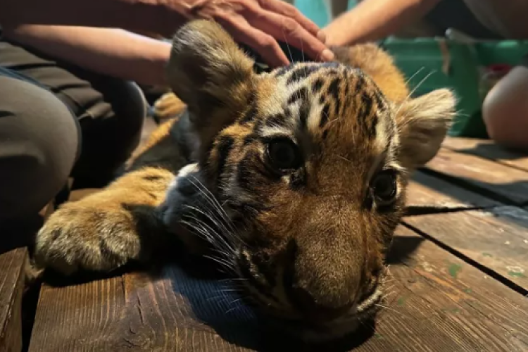 Elpusztult Szása, a Fővárosi Állat- és Növénykert kistigrise