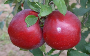 Drasztikus visszaesés: felére csökkent az idei almatermés