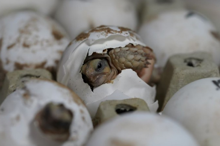 Sarkantyús teknősök keltek ki a debreceni állatkertben
