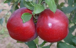 Drasztikus visszaesés: felére csökkent az idei almatermés
